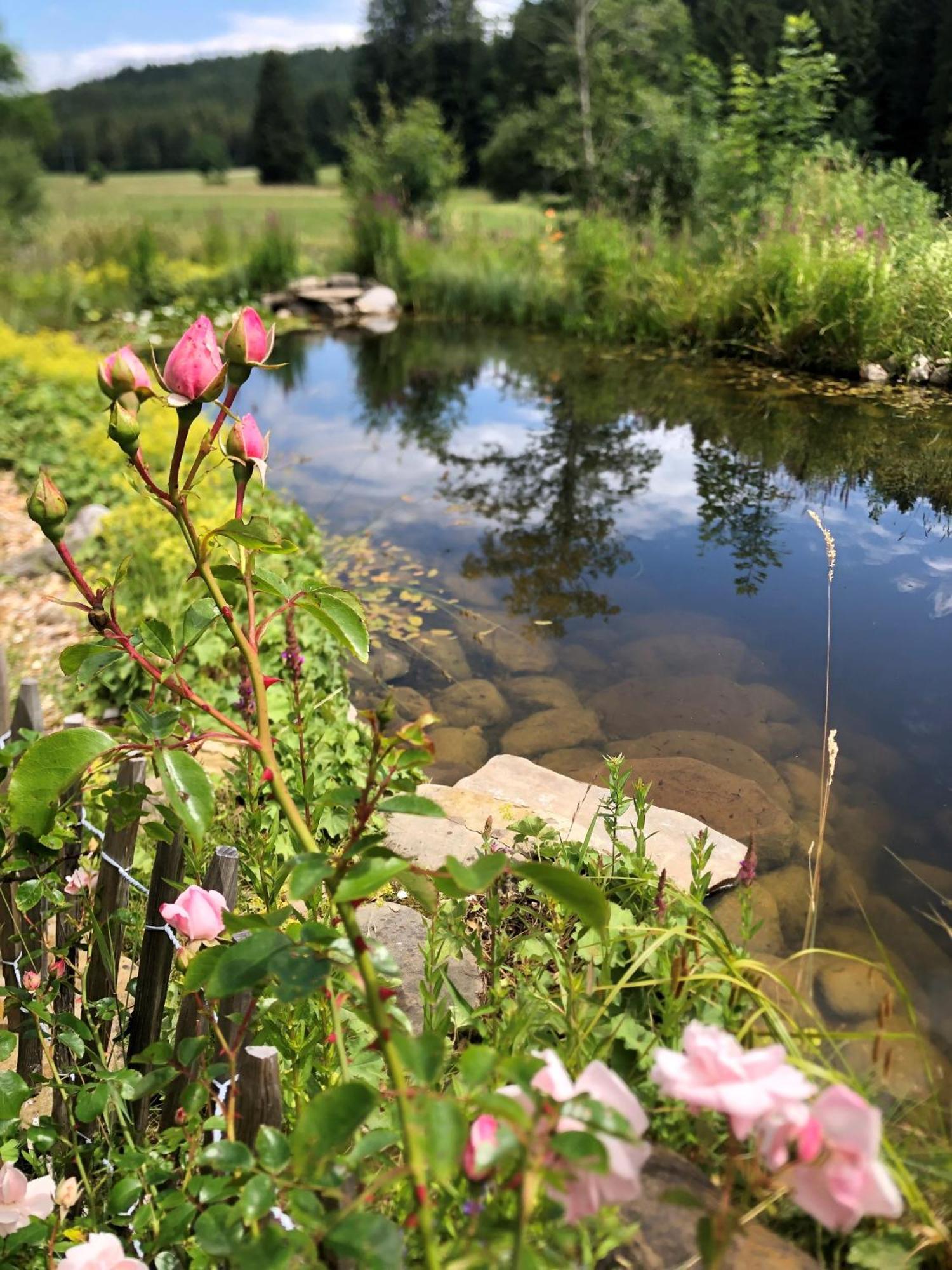 Natur- & Aktivoase Buchenberg  Esterno foto